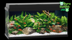 Mitt Første Akvarium - Unngå Disse 7 Vanlige Nybegynner-Feilene