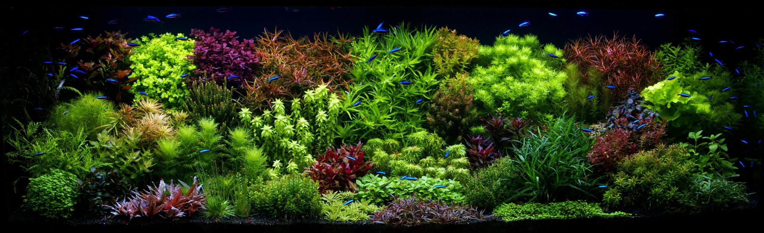 PLANTEPLEIE OG VEKSTOPTIMALISERING