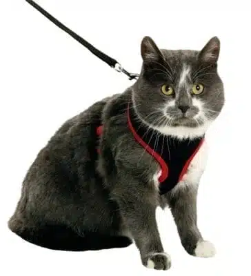 Kattesele myk med leiebånd