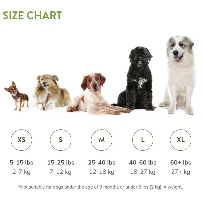 Whimzees Alligator i pose