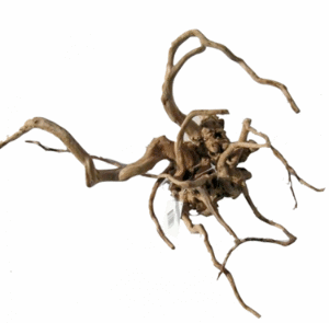 Desert Root M 30-43 cm