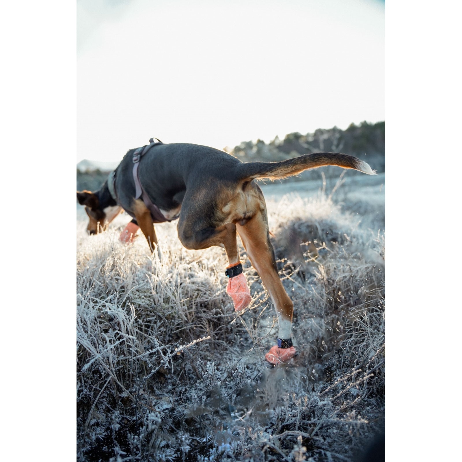 Non-Stop Dogwear Protector Light Socks Potesokker Hund 4pk