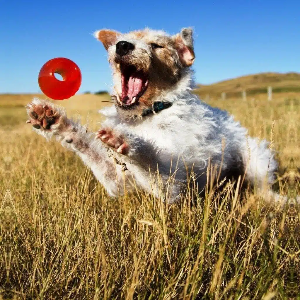 BIONIC Ball - Hundeleken som varer